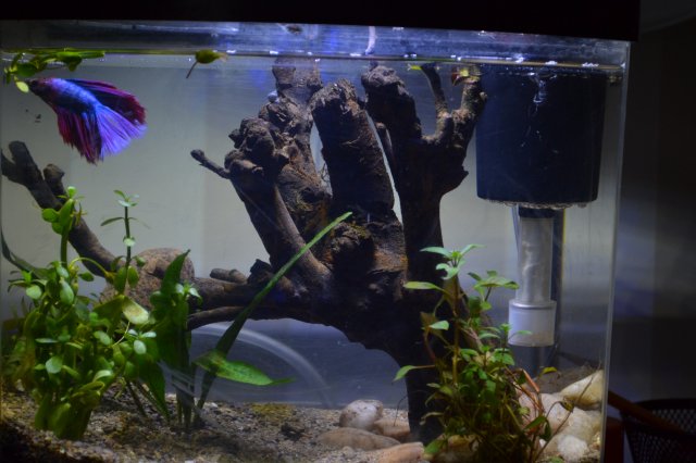 2.5 gallon betta tank