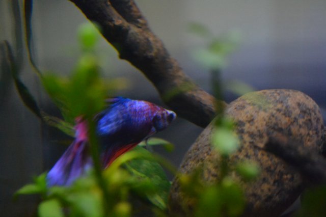 DSC_0261.JPG