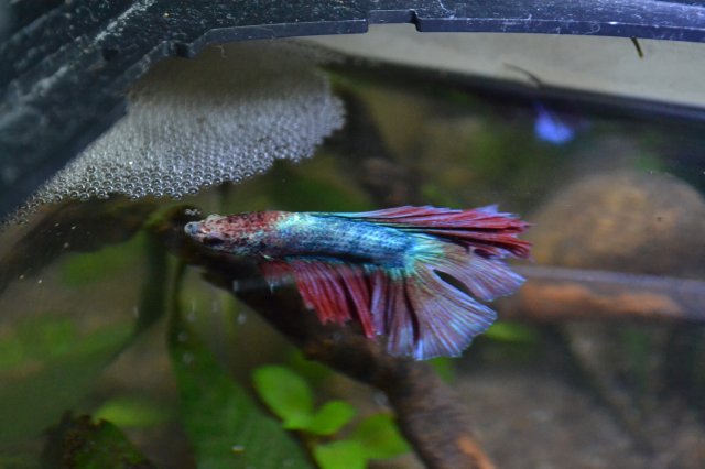 DSC_0265.JPG