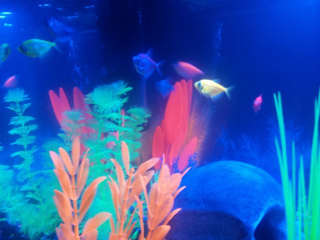 my 20 gallon tank