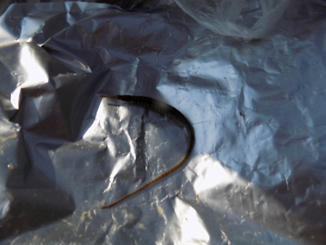 DSCN0540.JPG