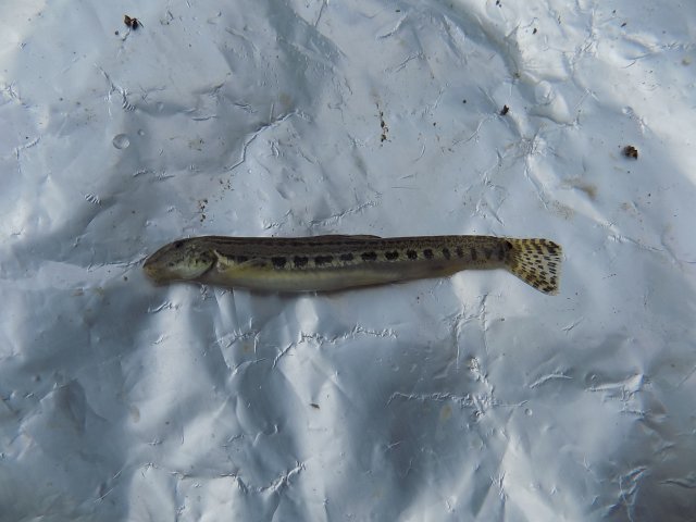 DSCN0557.JPG
