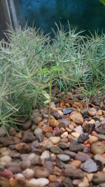 plant.jpg