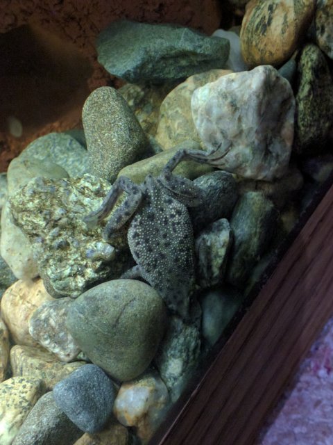 Can African Dwarf Frogs Get Ich