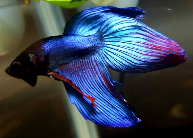 Does my betta have anchor worms or Ick? :'( | AquariaCentral.com