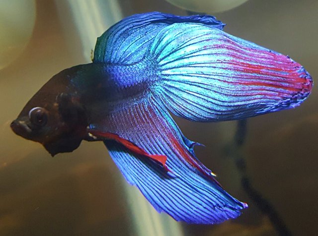 betta worms