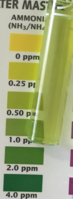 Ammonia 1.jpg Ammonia 1.jpg