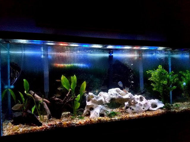 tank3.jpg