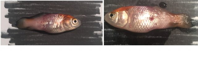 fishes.jpeg fishes.jpeg