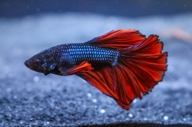 IMG_2887.JPG IMG_2887.JPG