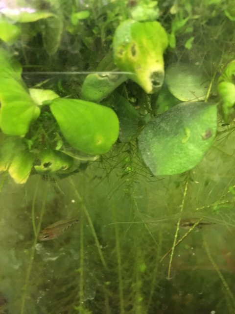 Zooga Week Old Fry.jpg