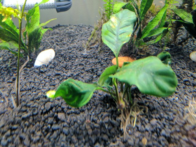 anubias1.jpg