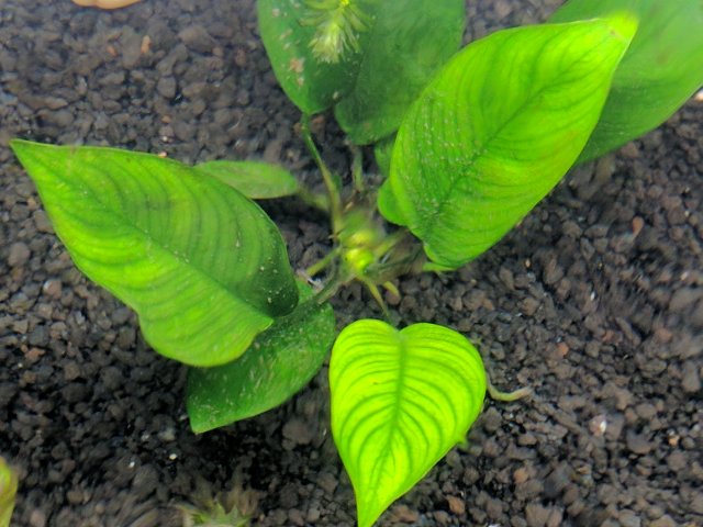 anubias2_2.jpg