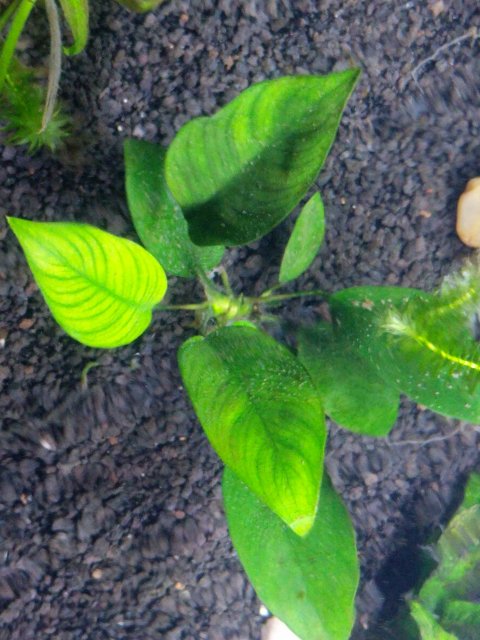 anubias2_top.jpg