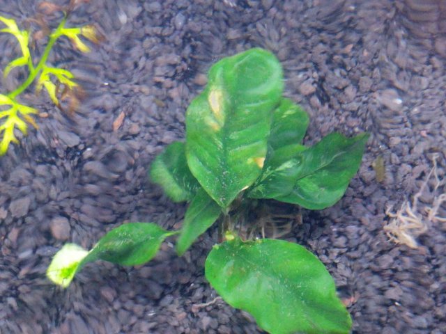 anubias_brown_spots.jpg