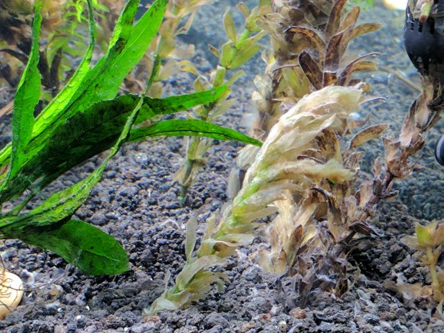 elodea_melting_bottoms.jpg