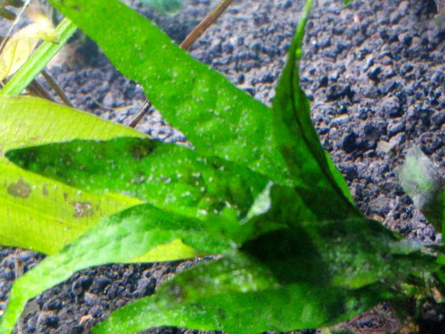 java_fern.jpg