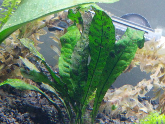 java_fern_spots.jpg