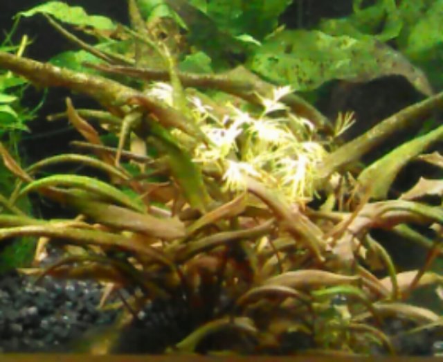 IMG_20170126_151011.jpg IMG_20170126_151011.jpg