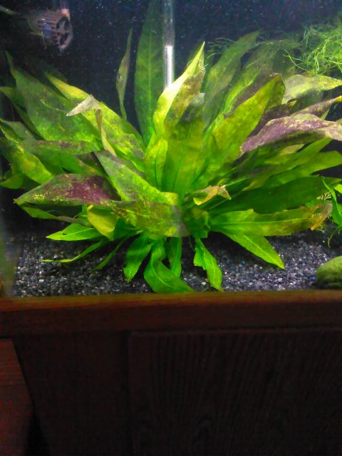 purple algae in freshwater fish tank