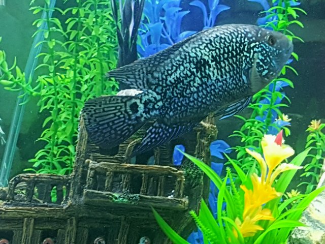 Blue JD.jpg