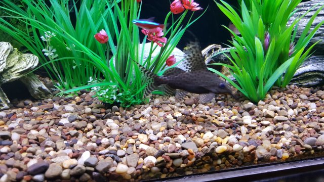 Lace Catfish.jpg