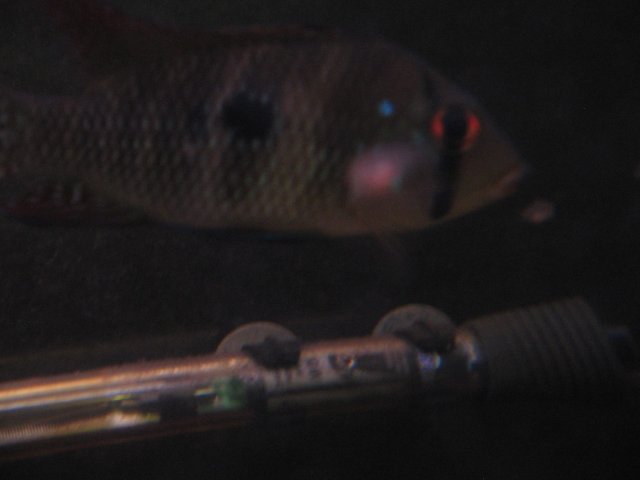 STB_2343.JPG