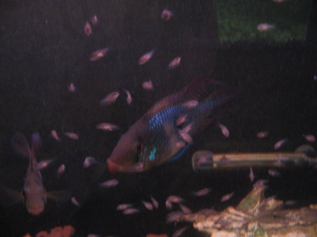 STI_2350.JPG