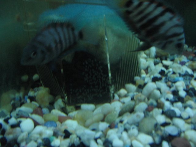 STF_2312.JPG