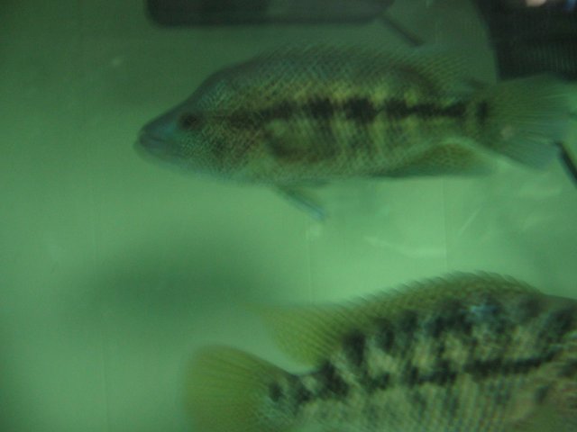 STE_2579.JPG