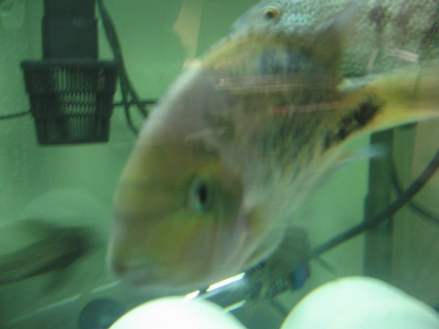 STF_2580.JPG