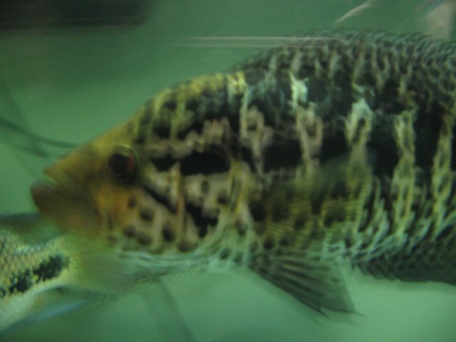 STI_2583.JPG