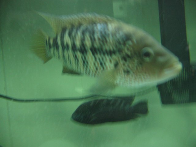 STJ_2584.JPG