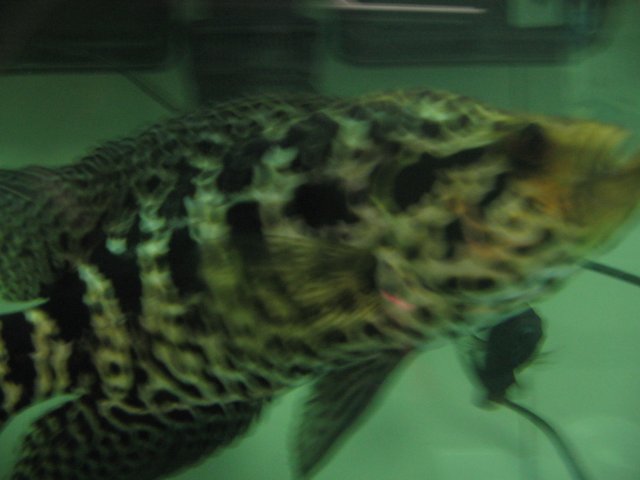STN_2588.JPG
