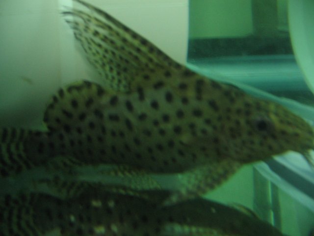 STP_2590.JPG