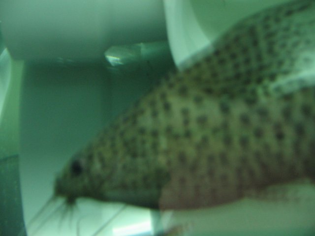 STT_2594.JPG