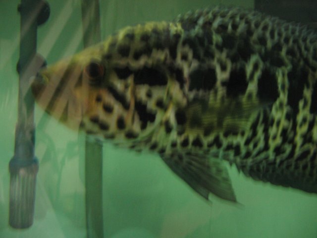 STU_2595.JPG