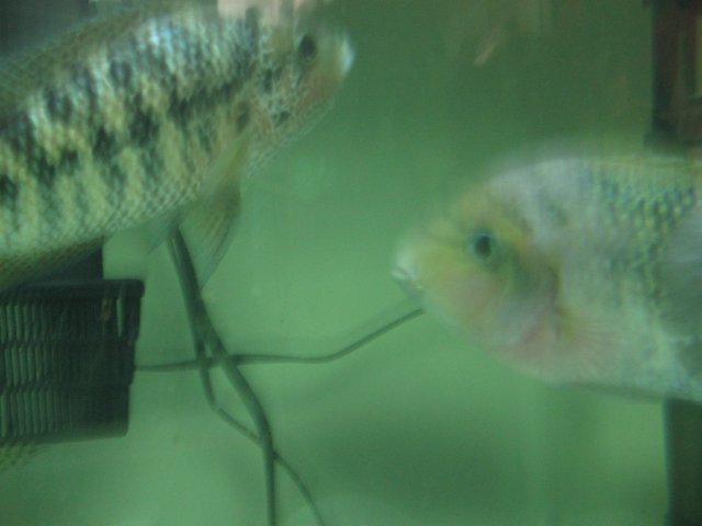 STV_2596.JPG