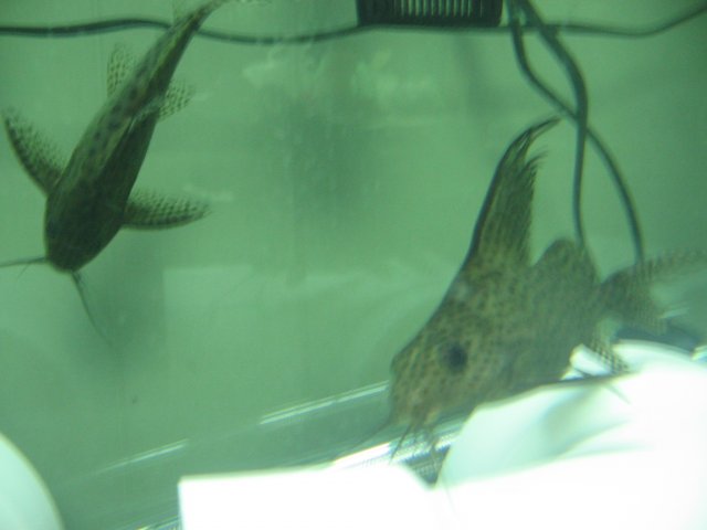 STW_2597.JPG