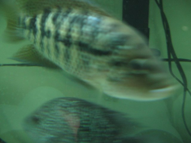 STZ_2600.JPG