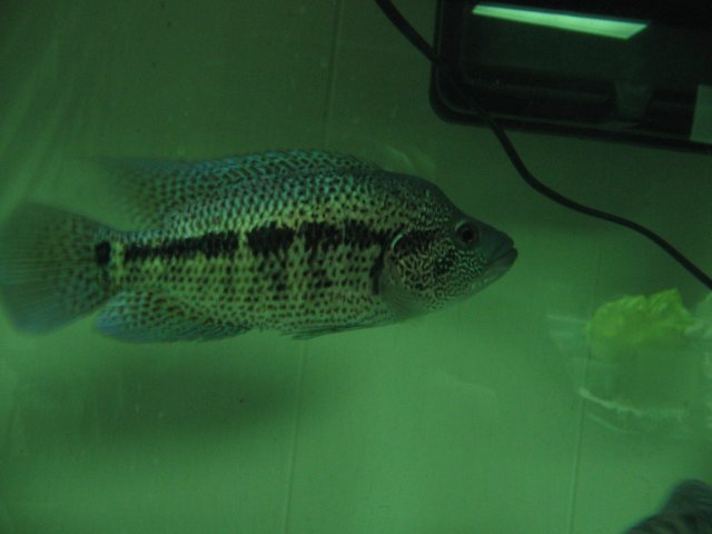 STF_2548.JPG