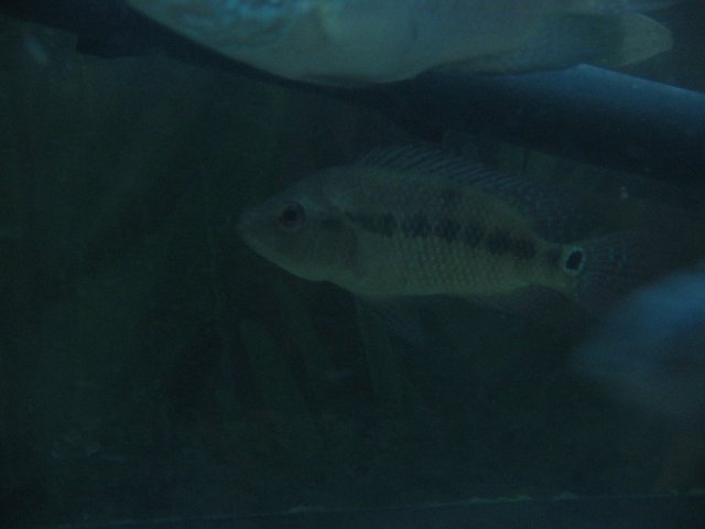 STQ_2433.JPG