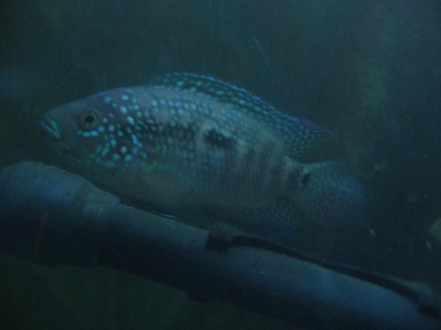 STT_2436.JPG