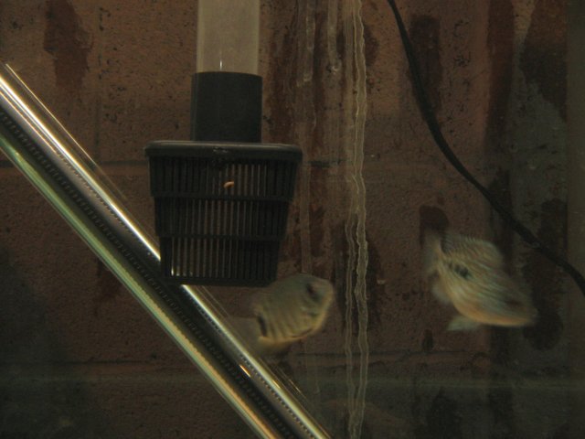 STW_2439.JPG