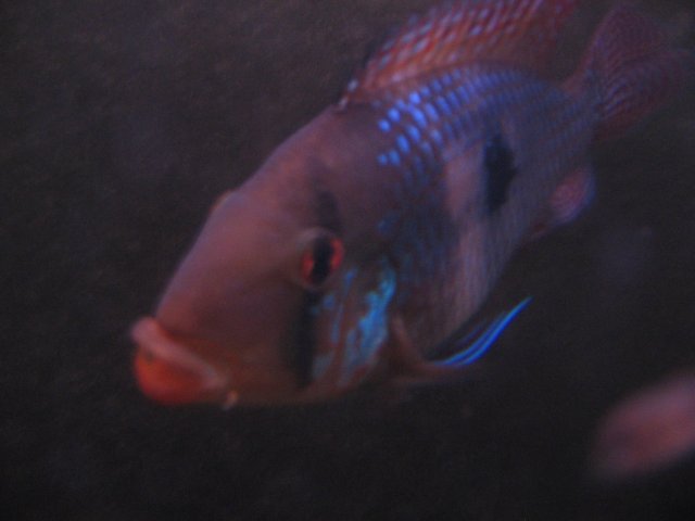 STD_2345.JPG