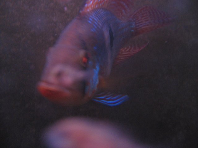 STE_2346.JPG