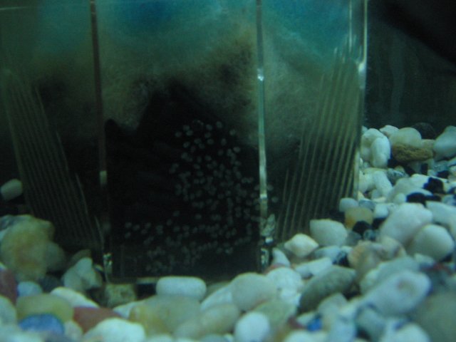 STB_2308.JPG