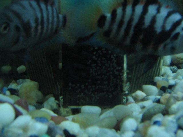 STI_2315.JPG
