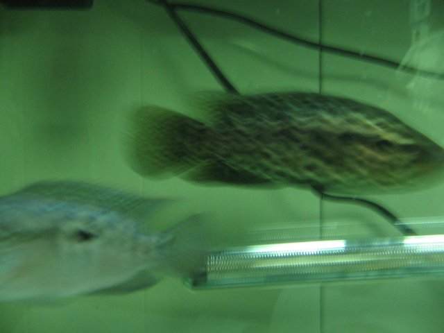 STD_2314.JPG