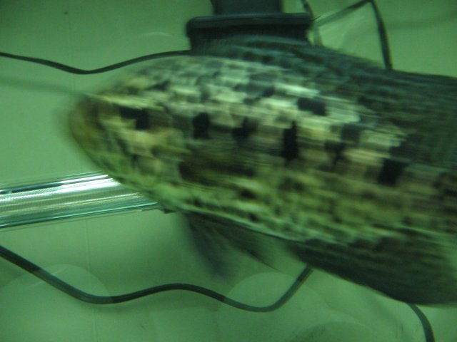 STJ_2320.JPG